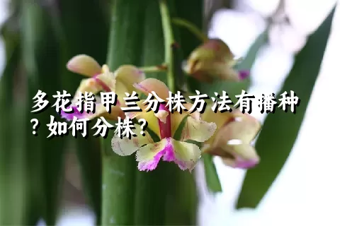 多花指甲兰分株方法有播种？如何分株？