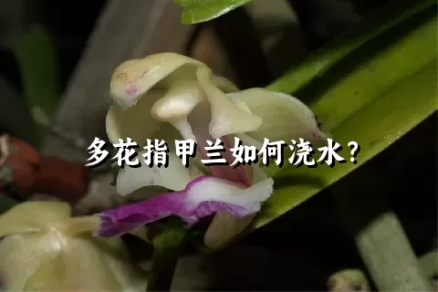 多花指甲兰如何浇水？