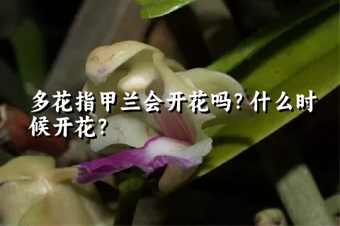 多花指甲兰会开花吗？什么时候开花？