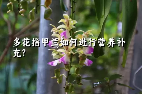 多花指甲兰如何进行营养补充？