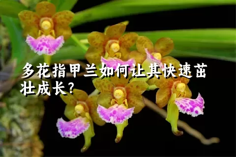 多花指甲兰如何让其快速茁壮成长？