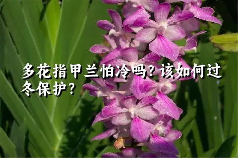 多花指甲兰怕冷吗？该如何过冬保护？