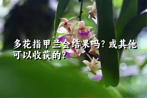 多花指甲兰会结果吗？或其他可以收获的？