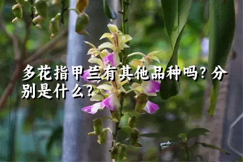 多花指甲兰有其他品种吗？分别是什么？