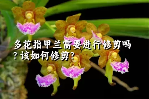 多花指甲兰需要进行修剪吗？该如何修剪？