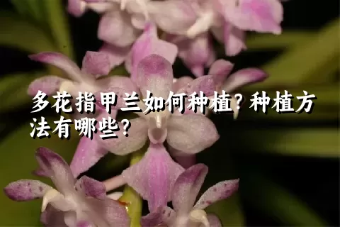 多花指甲兰如何种植？种植方法有哪些？