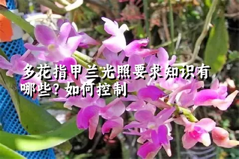 多花指甲兰光照要求知识有哪些？如何控制