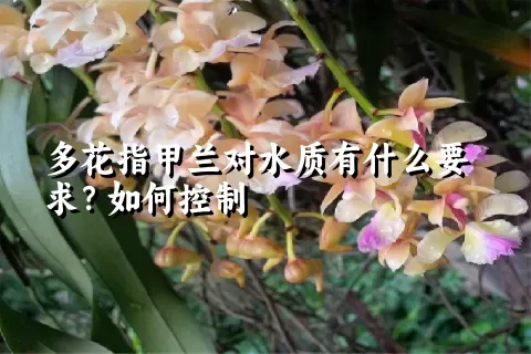 多花指甲兰对水质有什么要求？如何控制