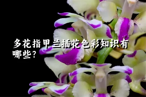 多花指甲兰插花色彩知识有哪些？