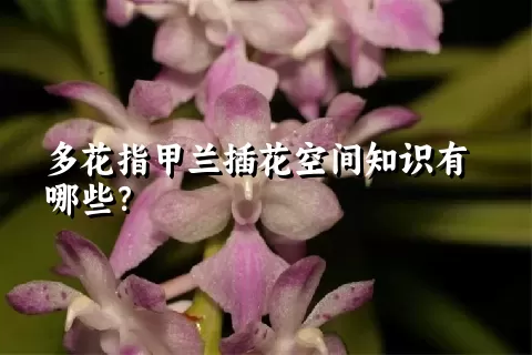 多花指甲兰插花空间知识有哪些？