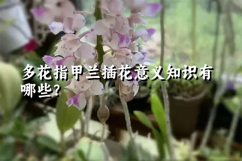 多花指甲兰插花意义知识有哪些？