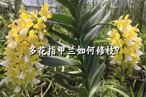 多花指甲兰如何修枝？