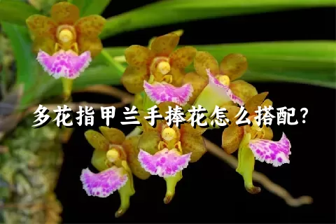 多花指甲兰手捧花怎么搭配？