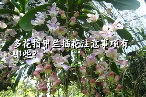 多花指甲兰插花注意事项有哪些？