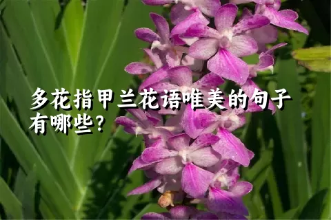 多花指甲兰花语唯美的句子有哪些？