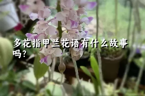 多花指甲兰花语有什么故事吗？