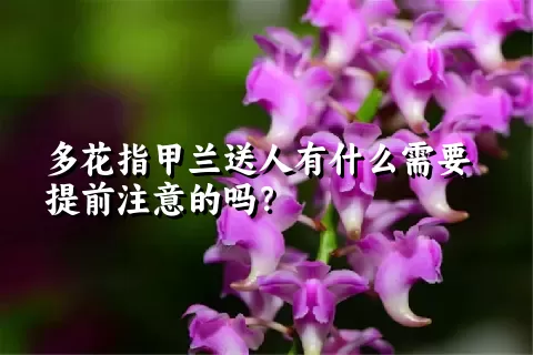 多花指甲兰送人有什么需要提前注意的吗？