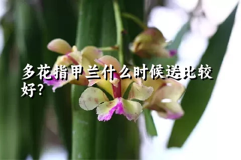 多花指甲兰什么时候送比较好？