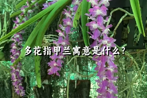 多花指甲兰寓意是什么？