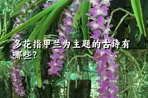 多花指甲兰为主题的古诗有哪些？