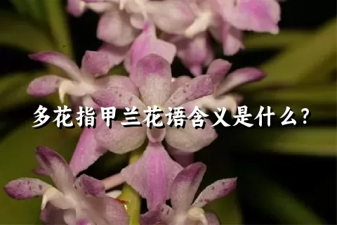 多花指甲兰花语含义是什么？