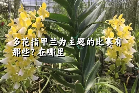 多花指甲兰为主题的比赛有那些？在哪里