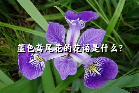 蓝色鸢尾花的花语是什么？