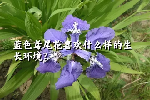 蓝色鸢尾花喜欢什么样的生长环境？