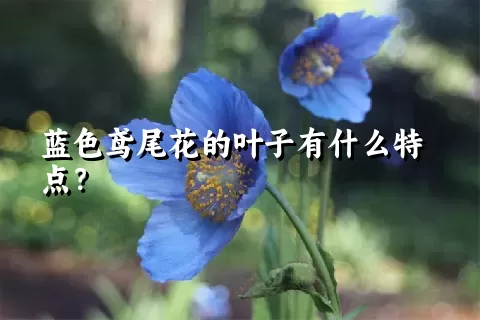 蓝色鸢尾花的叶子有什么特点？