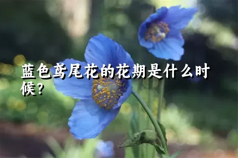 蓝色鸢尾花的花期是什么时候？