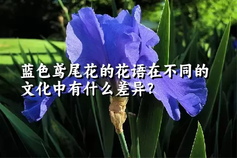 蓝色鸢尾花的花语在不同的文化中有什么差异？