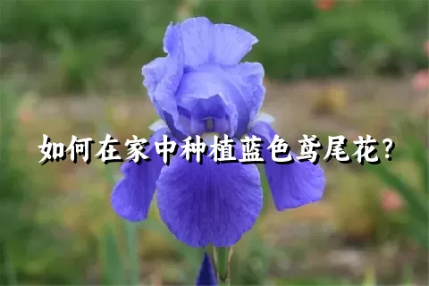 如何在家中种植蓝色鸢尾花？