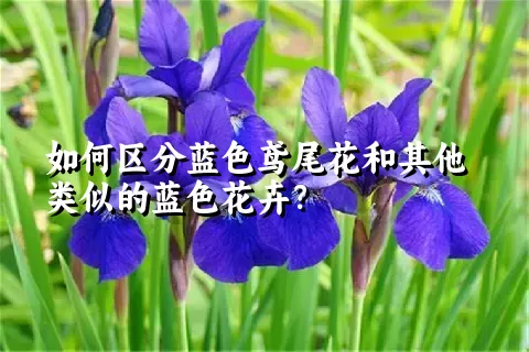 如何区分蓝色鸢尾花和其他类似的蓝色花卉？