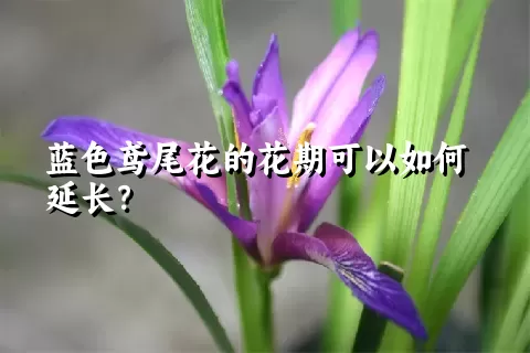 蓝色鸢尾花的花期可以如何延长？