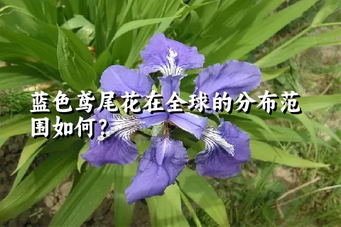 蓝色鸢尾花在全球的分布范围如何？