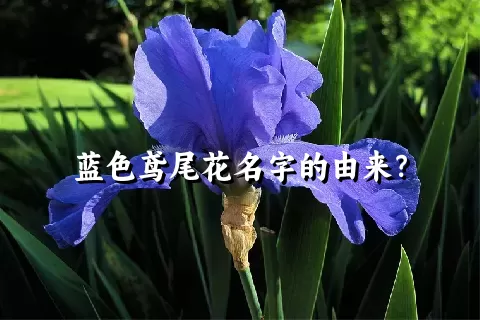 蓝色鸢尾花名字的由来？