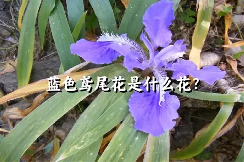 蓝色鸢尾花是什么花？