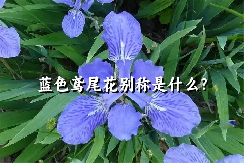 蓝色鸢尾花别称是什么？