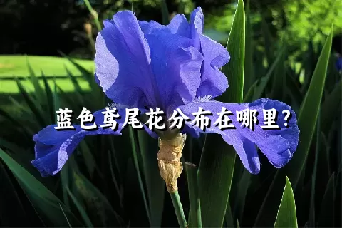 蓝色鸢尾花分布在哪里?