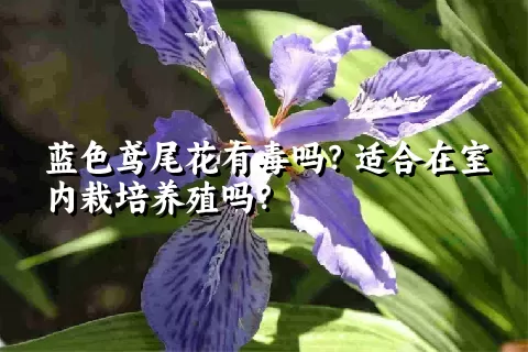 蓝色鸢尾花有毒吗？适合在室内栽培养殖吗？