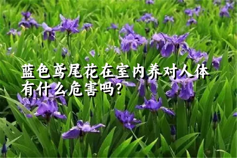 蓝色鸢尾花在室内养对人体有什么危害吗？