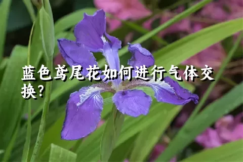 蓝色鸢尾花如何进行气体交换？