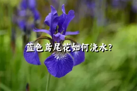 蓝色鸢尾花如何浇水？