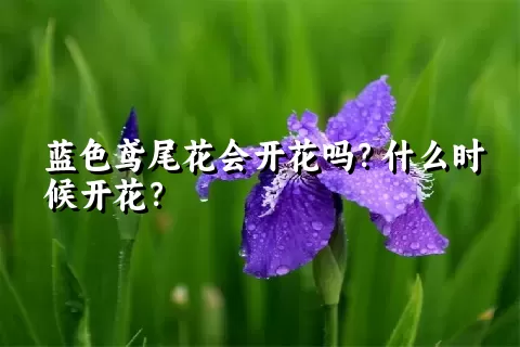 蓝色鸢尾花会开花吗？什么时候开花？