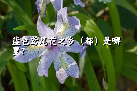 蓝色鸢尾花之乡（都）是哪里？