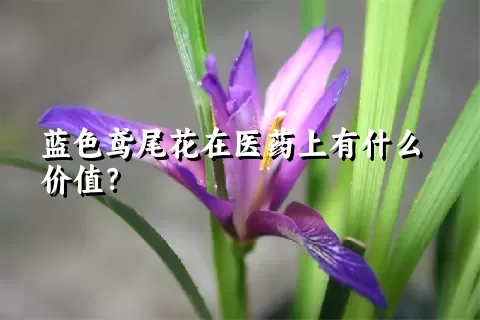 蓝色鸢尾花在医药上有什么价值？