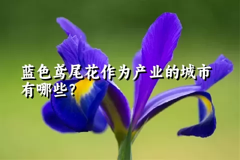 蓝色鸢尾花作为产业的城市有哪些？