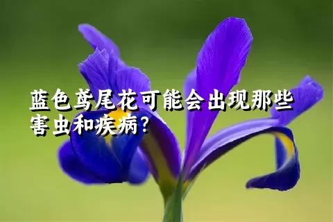 蓝色鸢尾花可能会出现那些害虫和疾病？