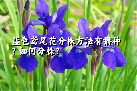 蓝色鸢尾花分株方法有播种？如何分株？