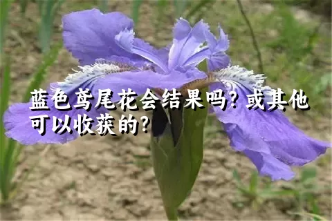 蓝色鸢尾花会结果吗？或其他可以收获的？